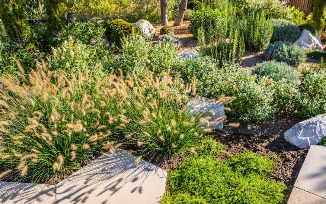 How to Design a Low-Maintenance Australian Native Garden