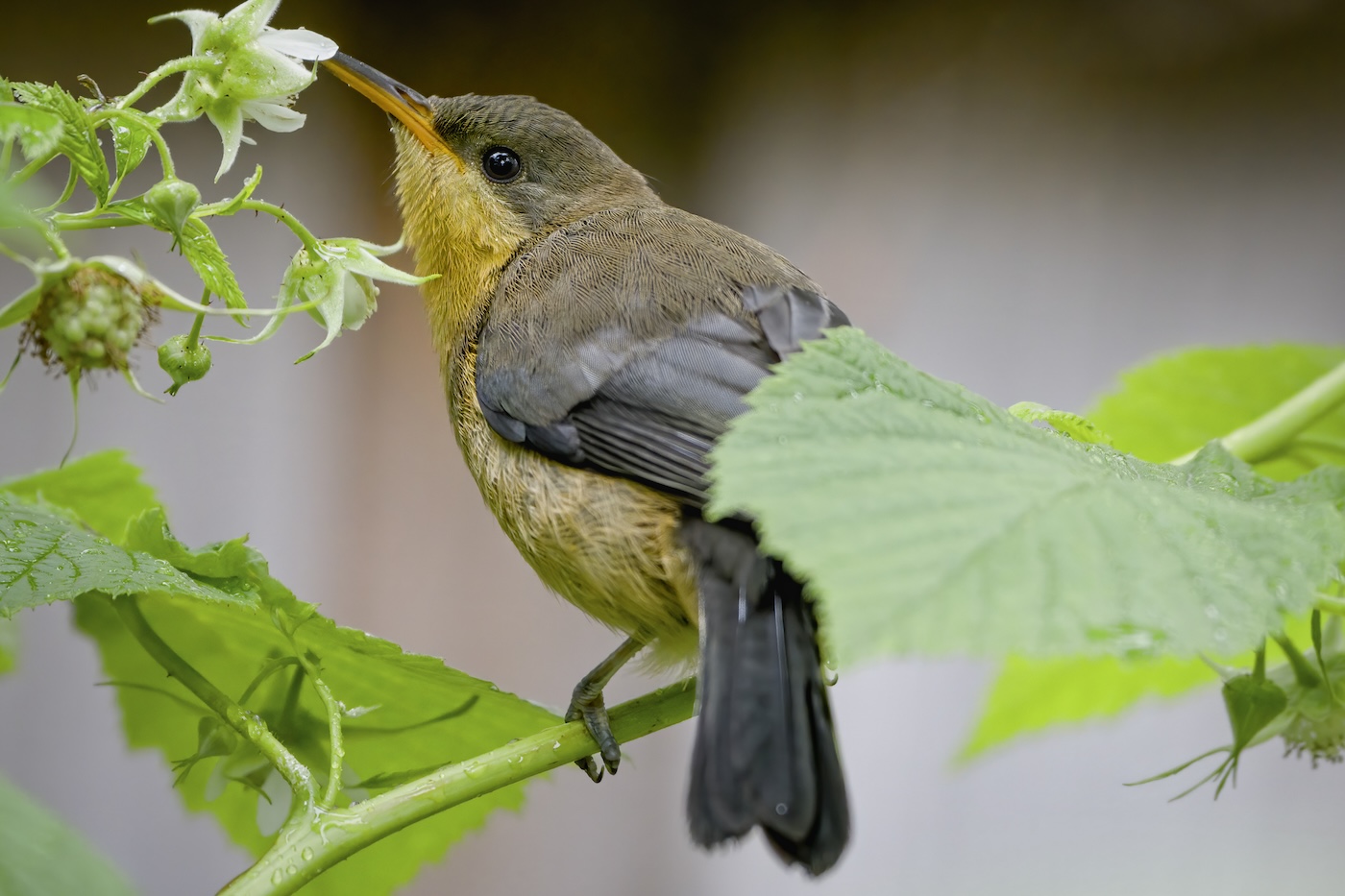 Juvenile Eastern Spinebill honeyeater eating nectar from a raspberry bush