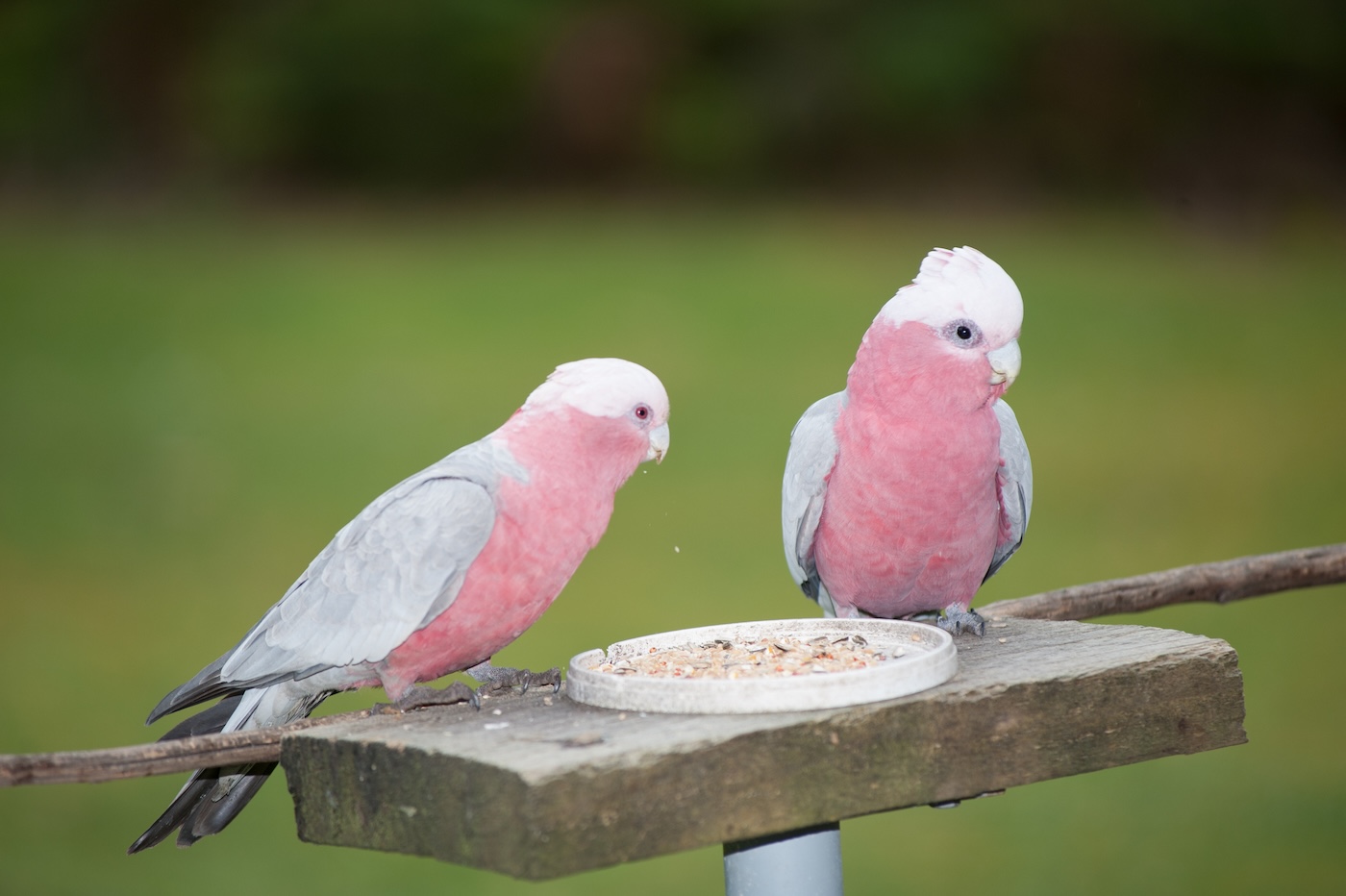 Two pink and grey galahs eating from a small plate of seeds