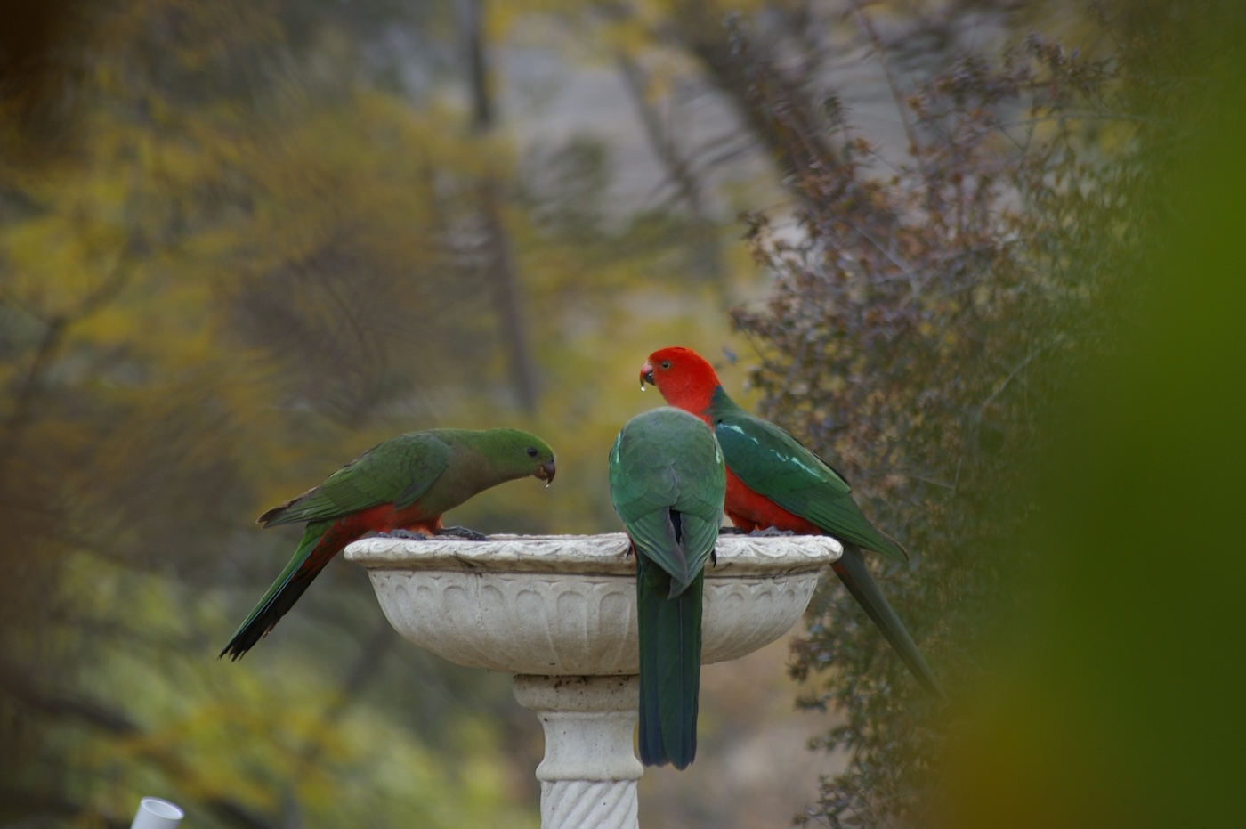 King Parrots drinking water from a Bird bath during a drought in a rural Backyard, New South Wales, Australia