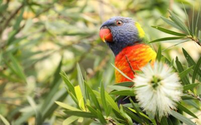 How to Attract Native Birds to Your Garden