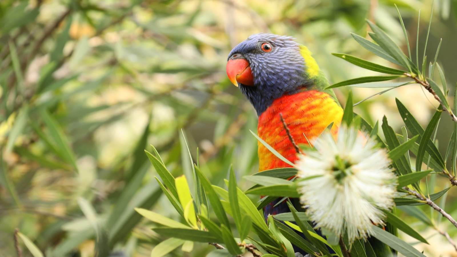 close up of a Rainbow Lorikeet set among a bottle brush tree