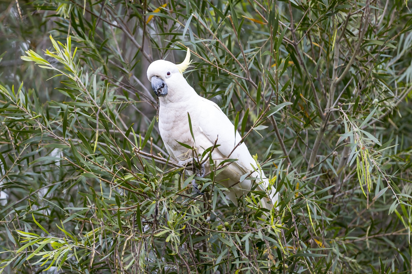 a sulphur-crested cockatoo perched in a gum tree