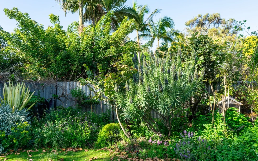How to Rewild your Australian Garden