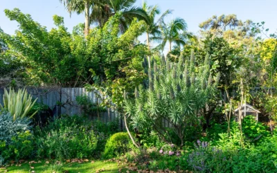 How to Rewild your Australian Garden