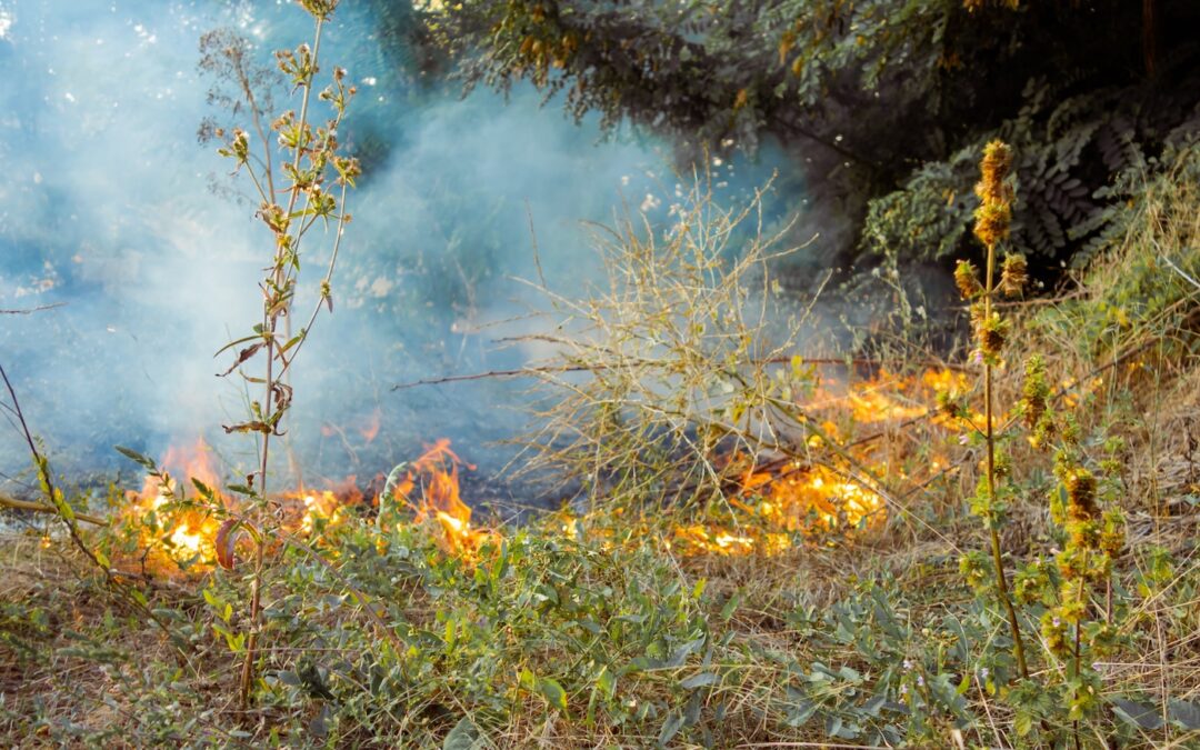 Fire-Resistant Gardening Tips for Australian Homes