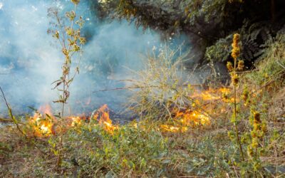 Fire-Resistant Gardening Tips for Australian Homes